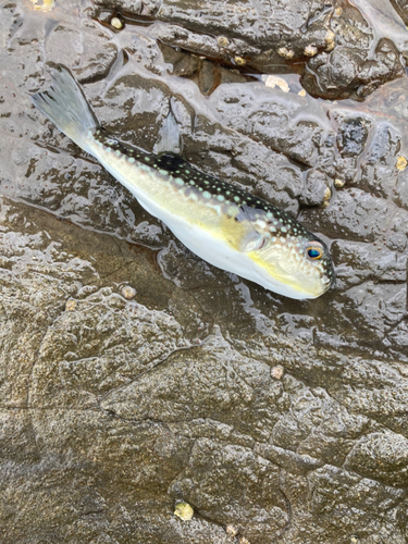 カワハギの釣果