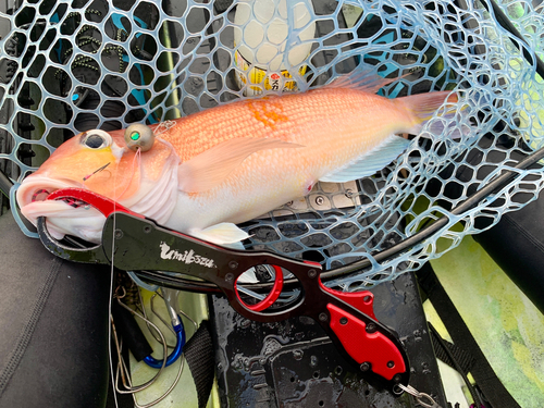 アマダイの釣果