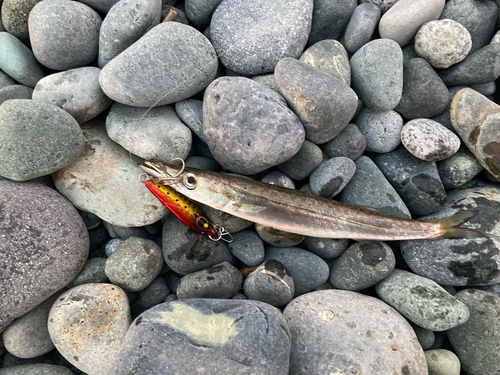 カマスの釣果