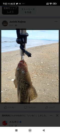 マゴチの釣果