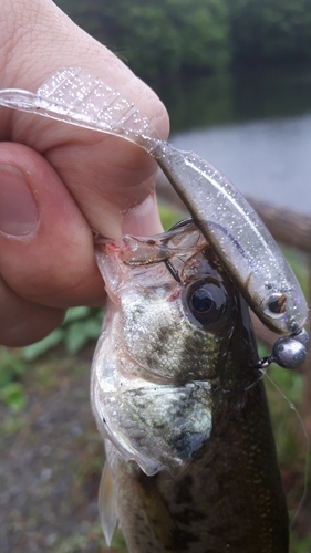 ラージマウスバスの釣果