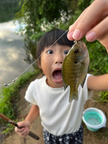 ブルーギルの釣果