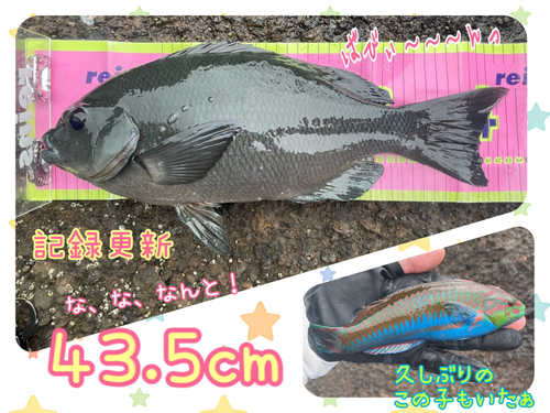 メジナの釣果