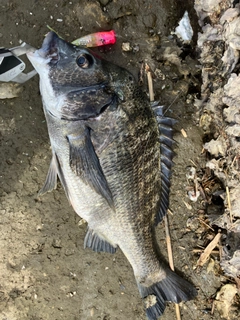 クロダイの釣果