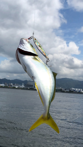 ツバスの釣果