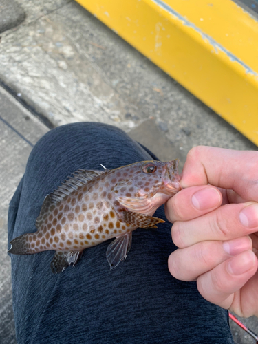 オオモンハタの釣果