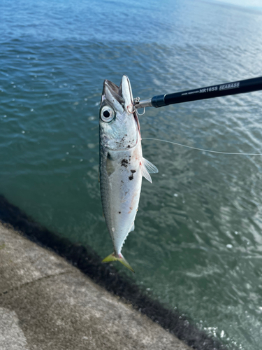 サバの釣果