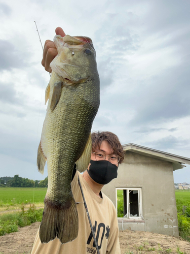 ブラックバスの釣果