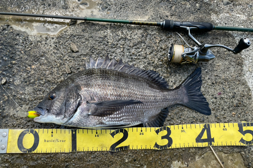 チヌの釣果