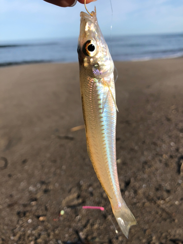 キスの釣果