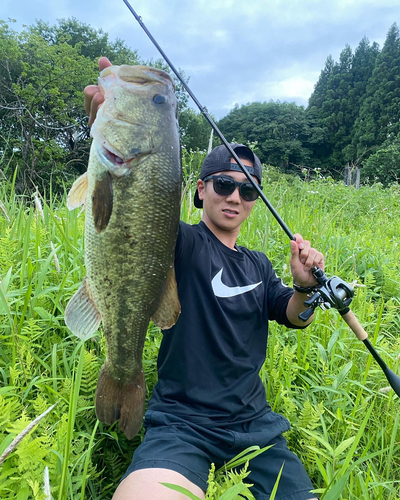 ブラックバスの釣果