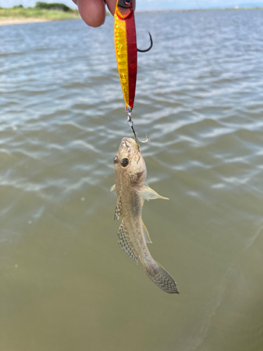 ハゼの釣果