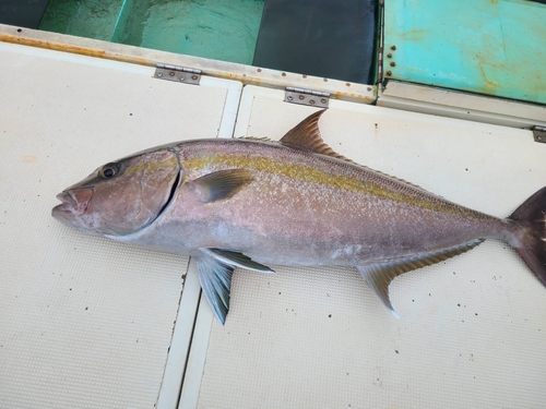 カンパチの釣果