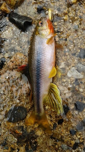 カワムツの釣果