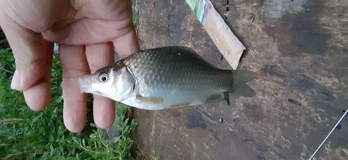 フナの釣果