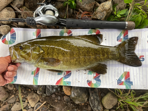 スモールマウスバスの釣果