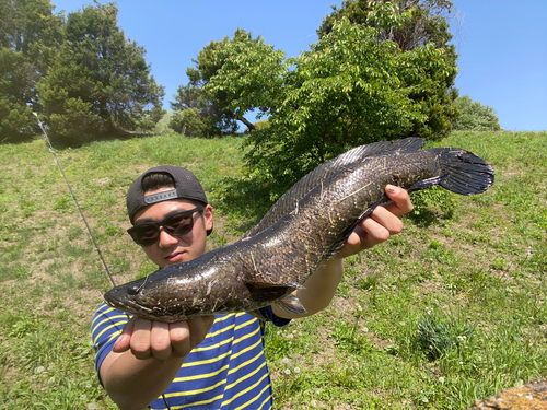 ライギョの釣果