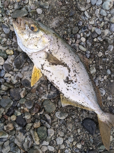 ショゴの釣果