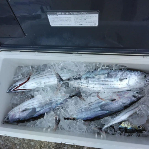 カツオの釣果