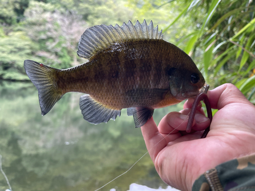 ブルーギルの釣果