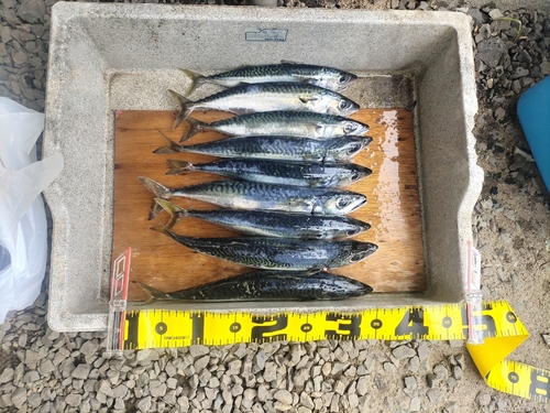 サバの釣果