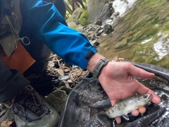 アマゴの釣果