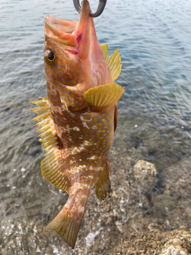 キジハタの釣果