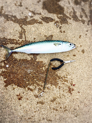 サバの釣果