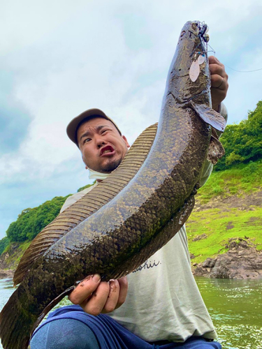 ライギョの釣果