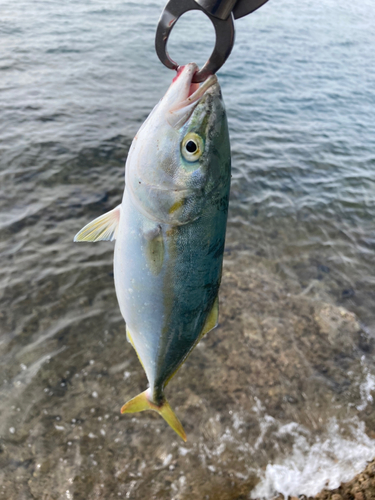 ヤズの釣果