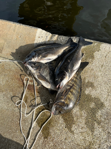 チヌの釣果