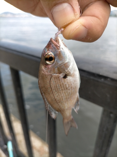 チャリコの釣果