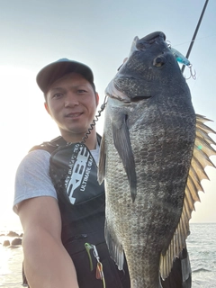 クロダイの釣果