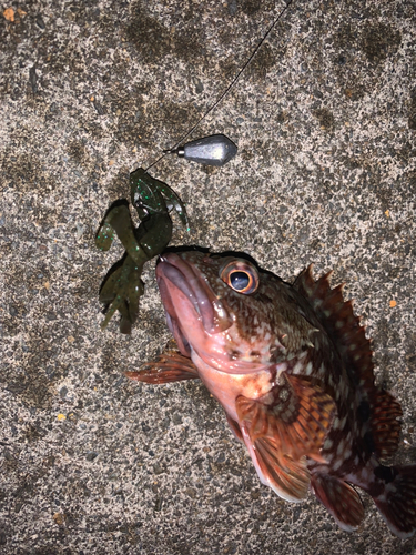 カサゴの釣果