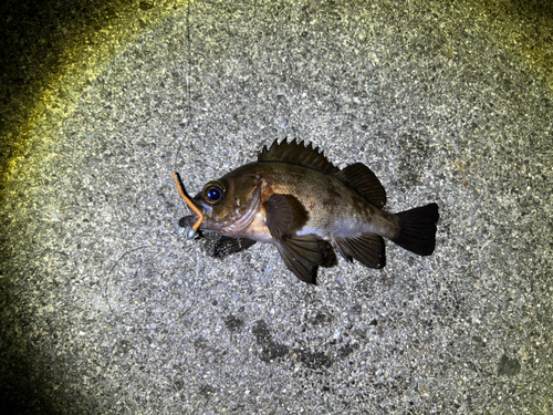 メバルの釣果