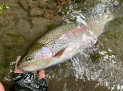 ニジマスの釣果