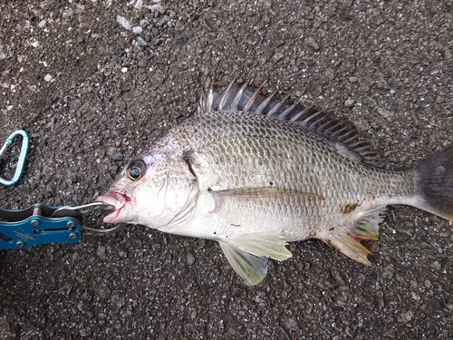 キビレの釣果