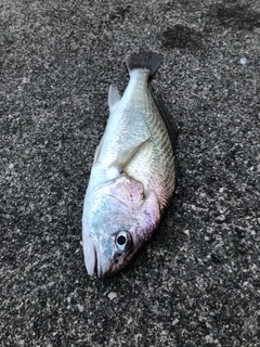 イシモチの釣果