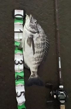 チヌの釣果