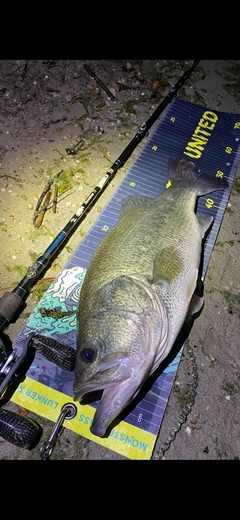 ブラックバスの釣果