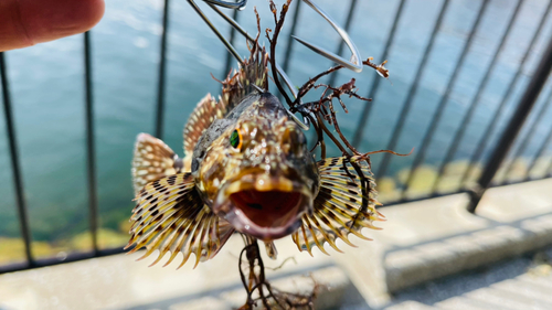 ガシラの釣果