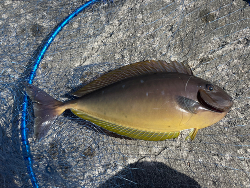 テングハギモドキの釣果