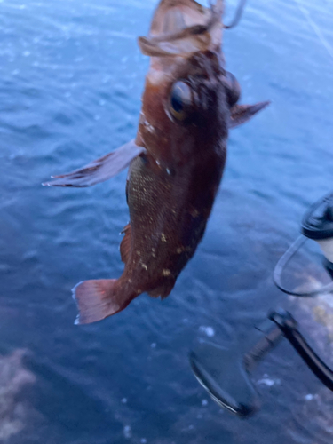 エゾメバルの釣果