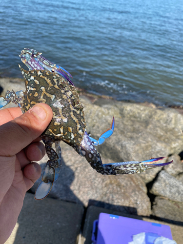 タイワンガザミの釣果