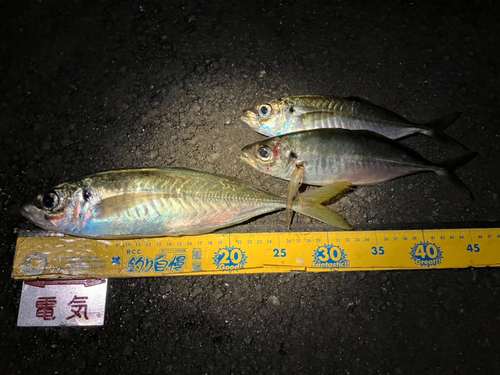 アジの釣果