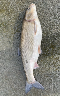 ウグイの釣果