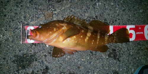 アコウの釣果