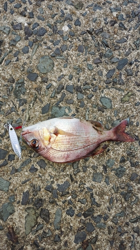 マダイの釣果