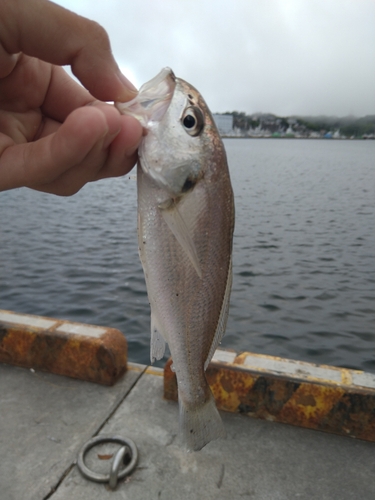 イシモチの釣果