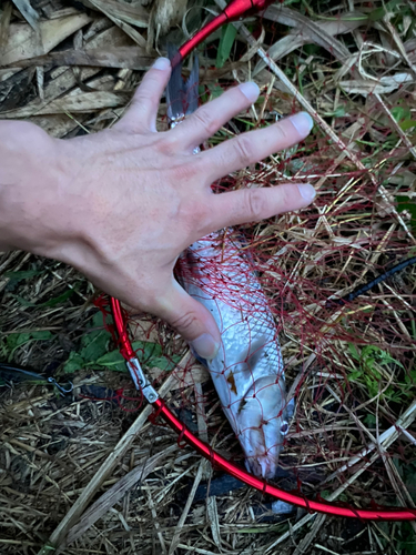 ニゴイの釣果